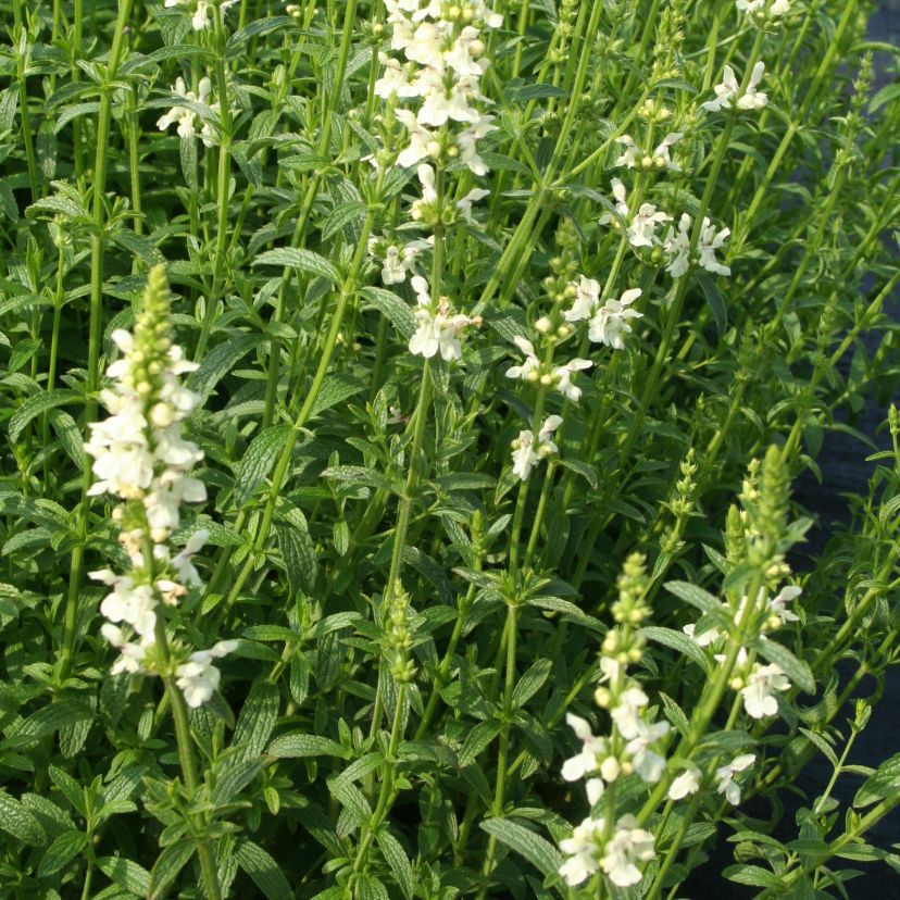 STM - Stachys recta