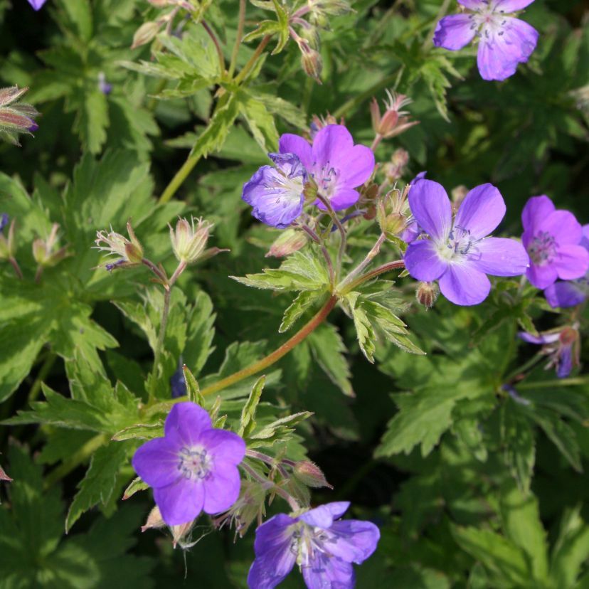 STM - Geranium sylvat.