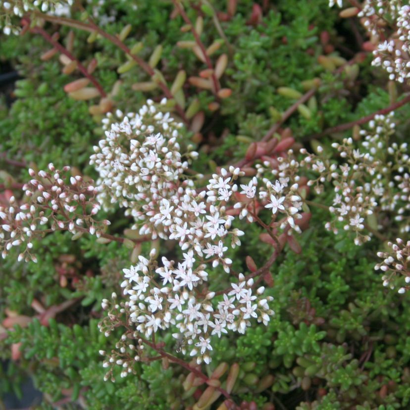 Sedum album 'Murale'