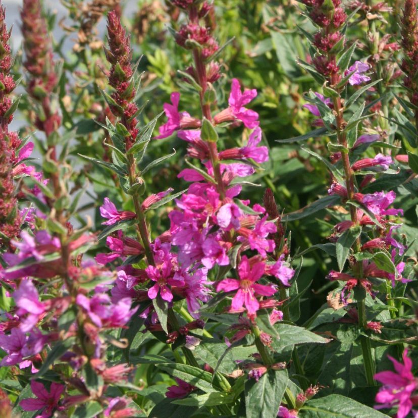 STM - Lythrum salicaria 'Robert'