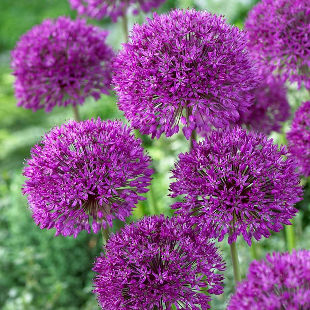 Allium aflatunense 'Purple Sensation' -EZ
