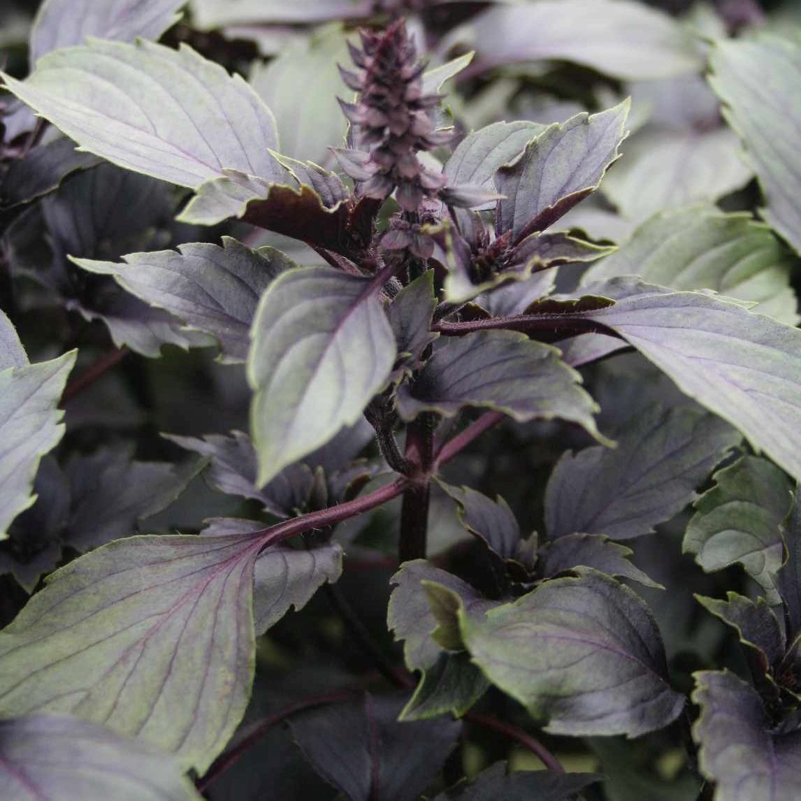 STM - Ocimum hybridum 'Wild Color'