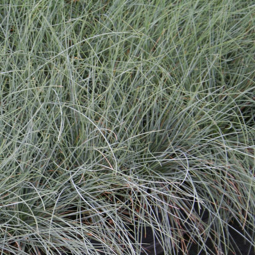 Festuca cinerea 'Festina'