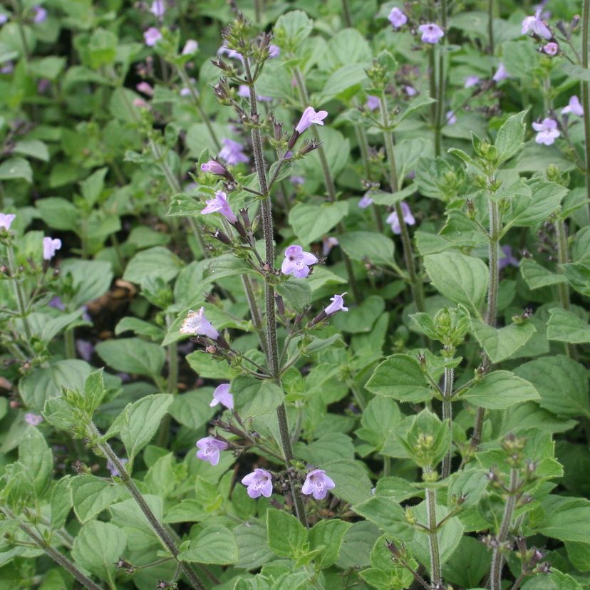 Calamintha nepeta 'Marvelette Blue'