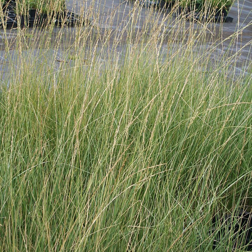 Festuca mairei