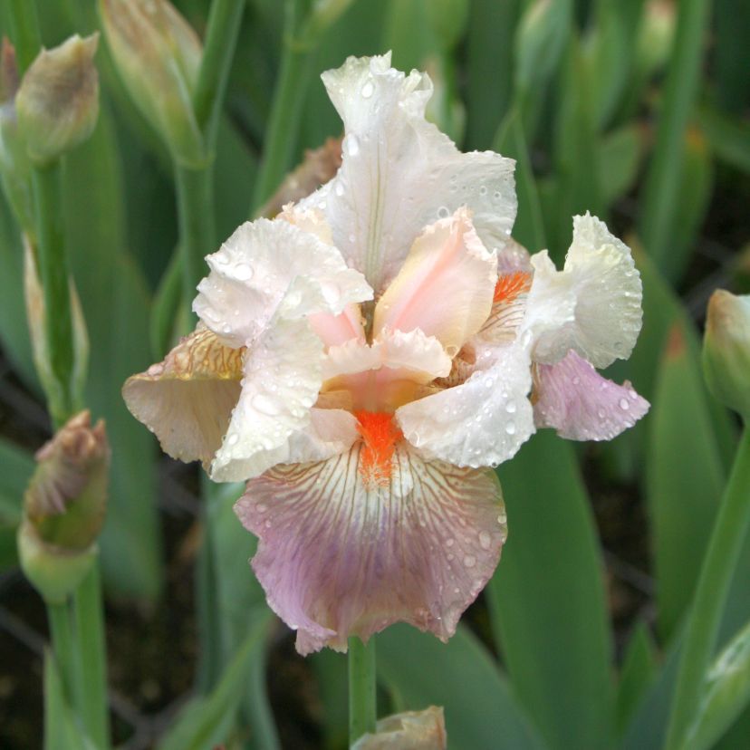 STM - Iris barb.- elat. 'Pink Horizon'