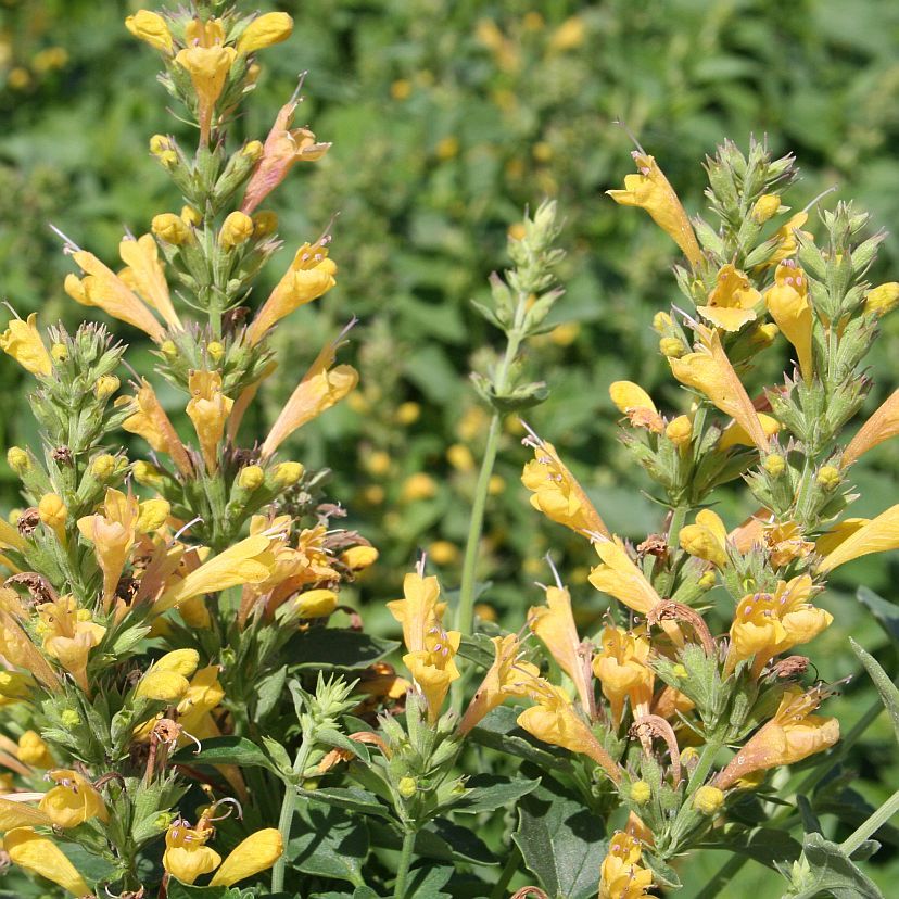 Agastache mexicana gelb