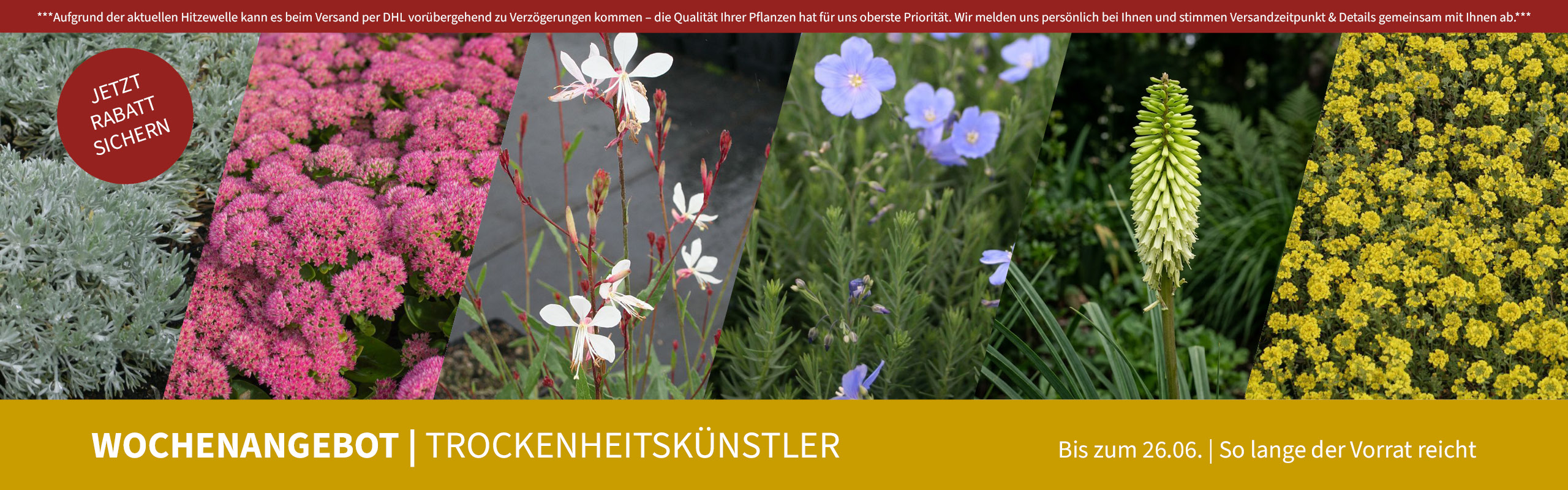 WOCHENANGEBOT | Trockenheitskünstler, bis zum 26.06., so lange der Vorrat reicht