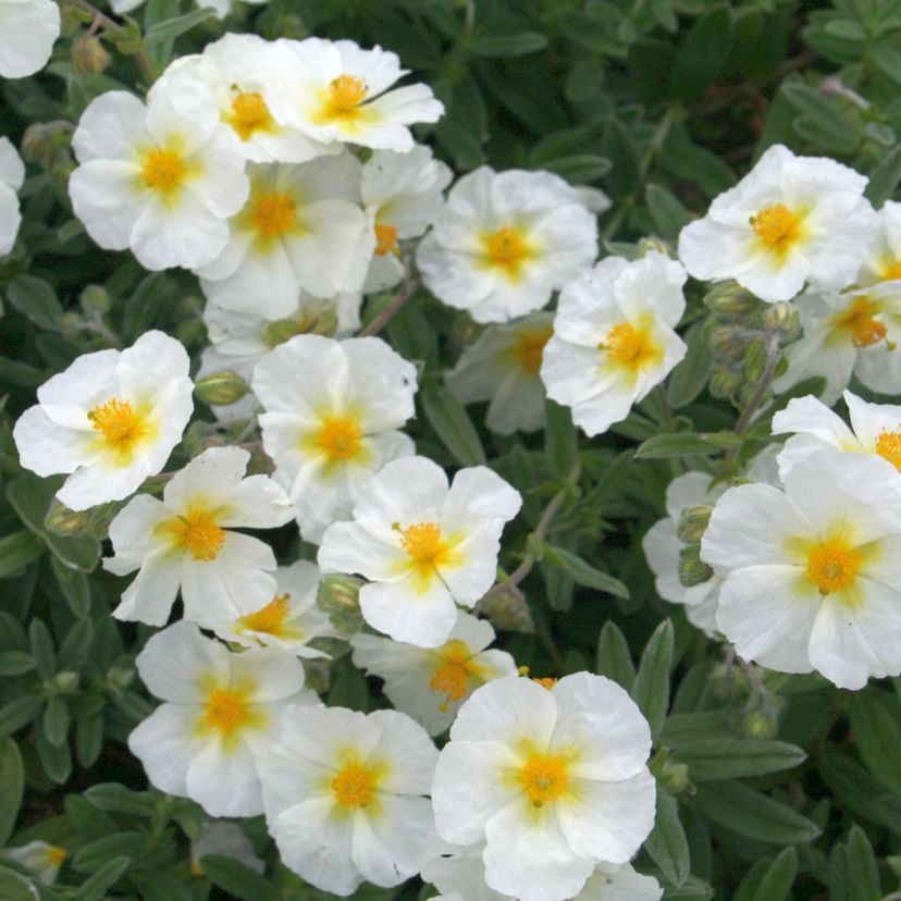 Helianthemum hybr. 'Eisbär'