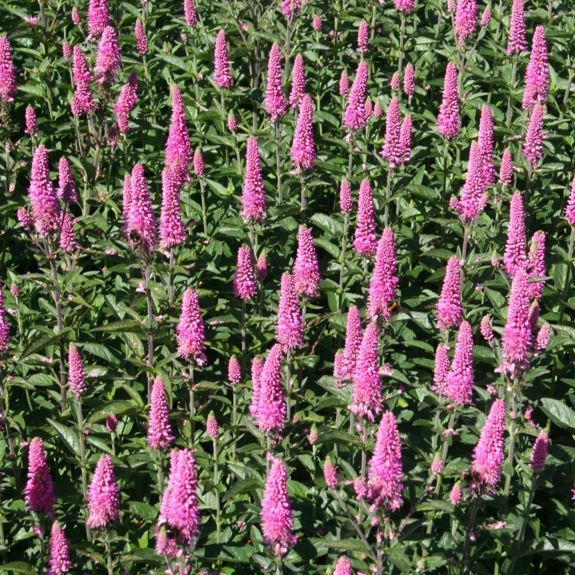 STM - Veronica spicata
