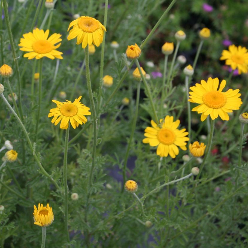 Anthemis tinctoria 'Kelwayi'