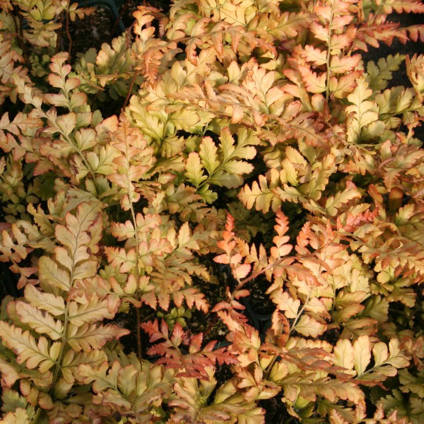 Dryopteris erythrosora