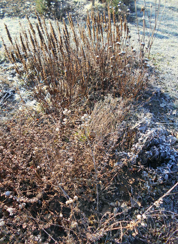 Frische Kräutersalate - Dresdner essbare Staudenmischung