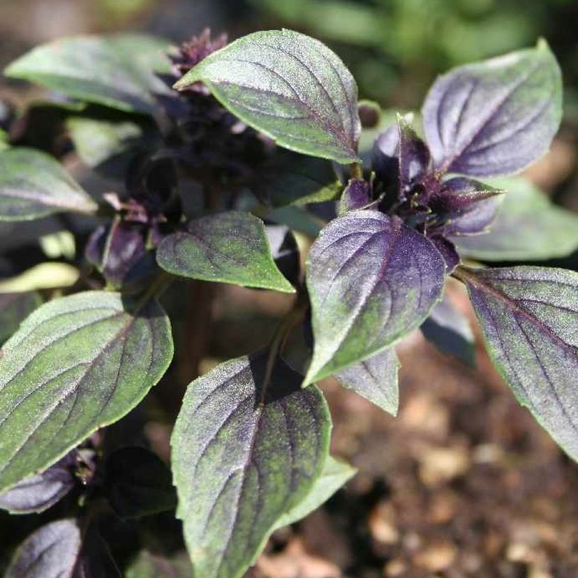 STM - Ocimum hybridum 'Red Arrow'