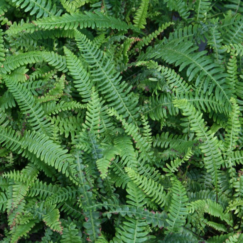 Blechnum spicant