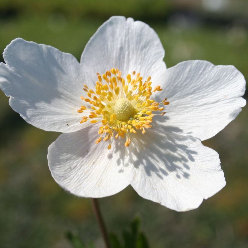 Anemone sylvestris