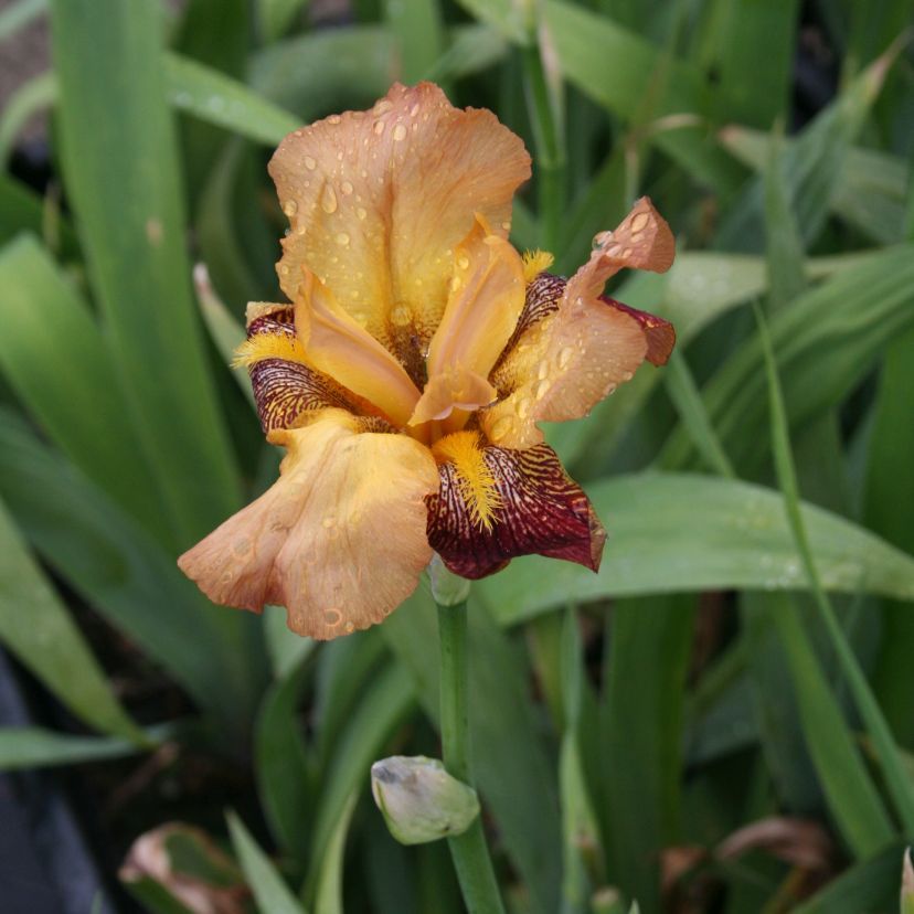 STM - Iris barb.- elat. 'Howard Weed'