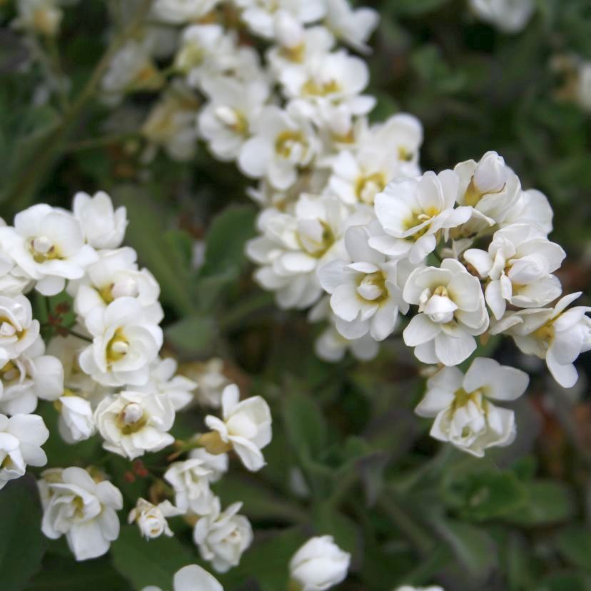 STM - Arabis caucasica 'Plena'
