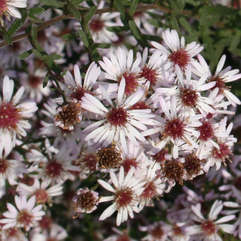 Aster ericoides 'Pink Cloud'