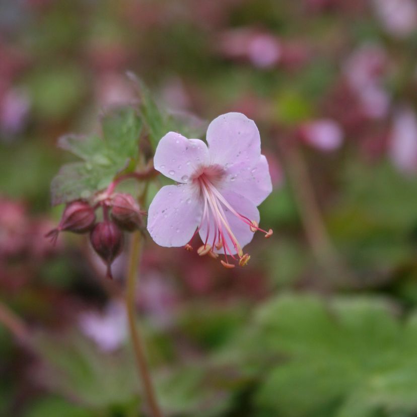 STM - Geranium macr. 'Camce'