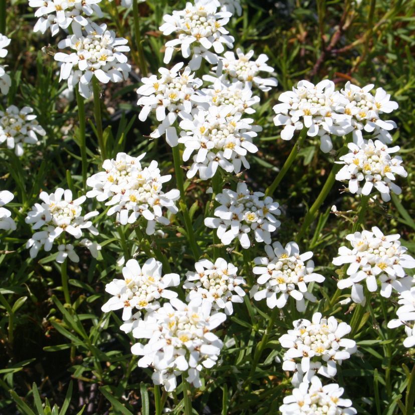 Iberis sempervirens 'Gracilis Nana'