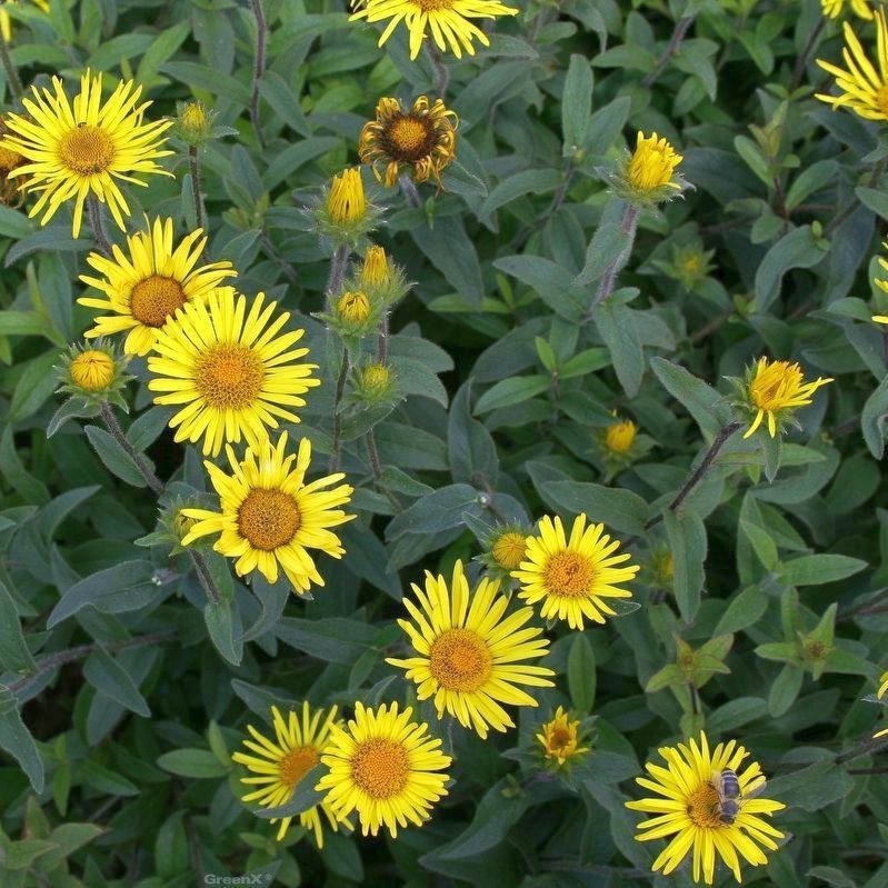 Inula hirta