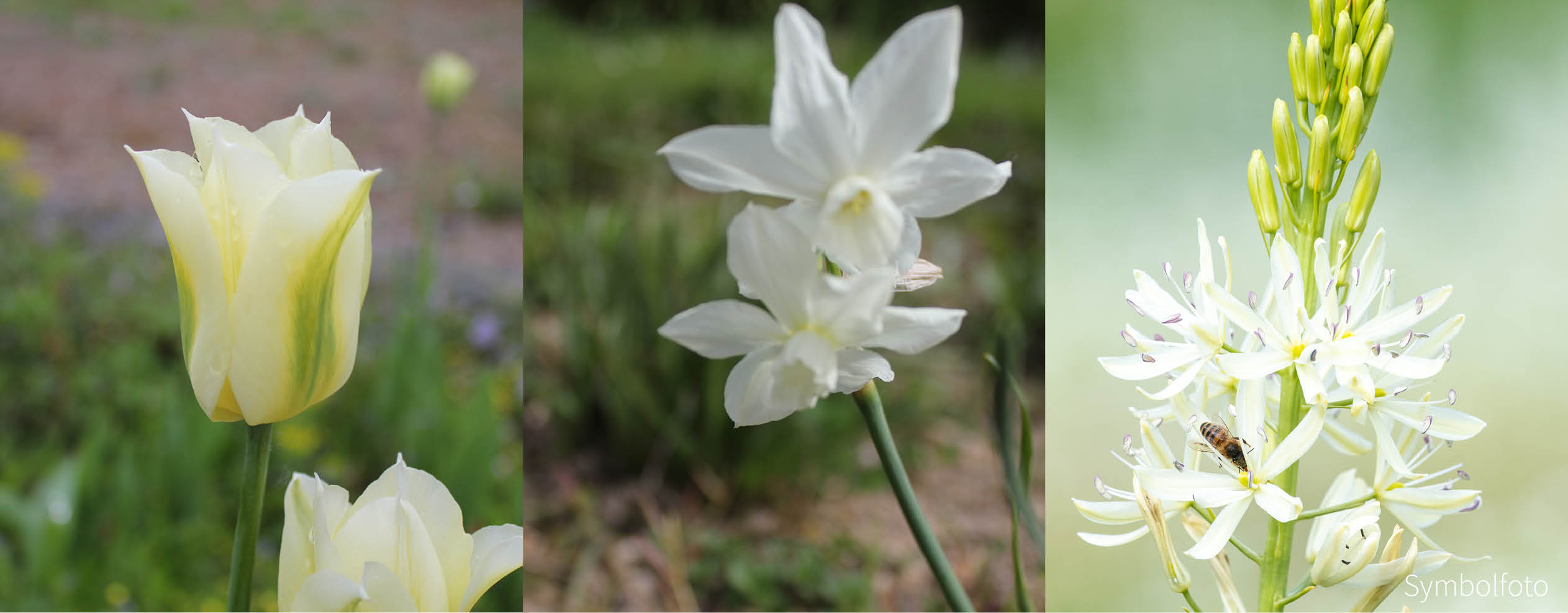 BRAUTSAUM-Zwiebel-und Knollenmischung