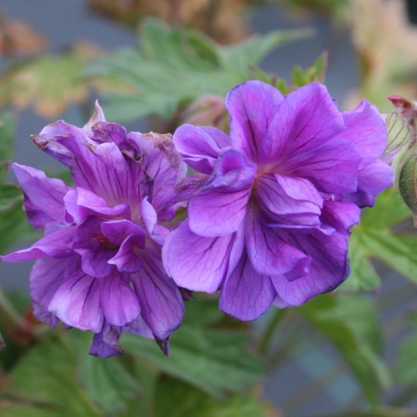 STM - Geranium himala. 'Plenum Violaceum'