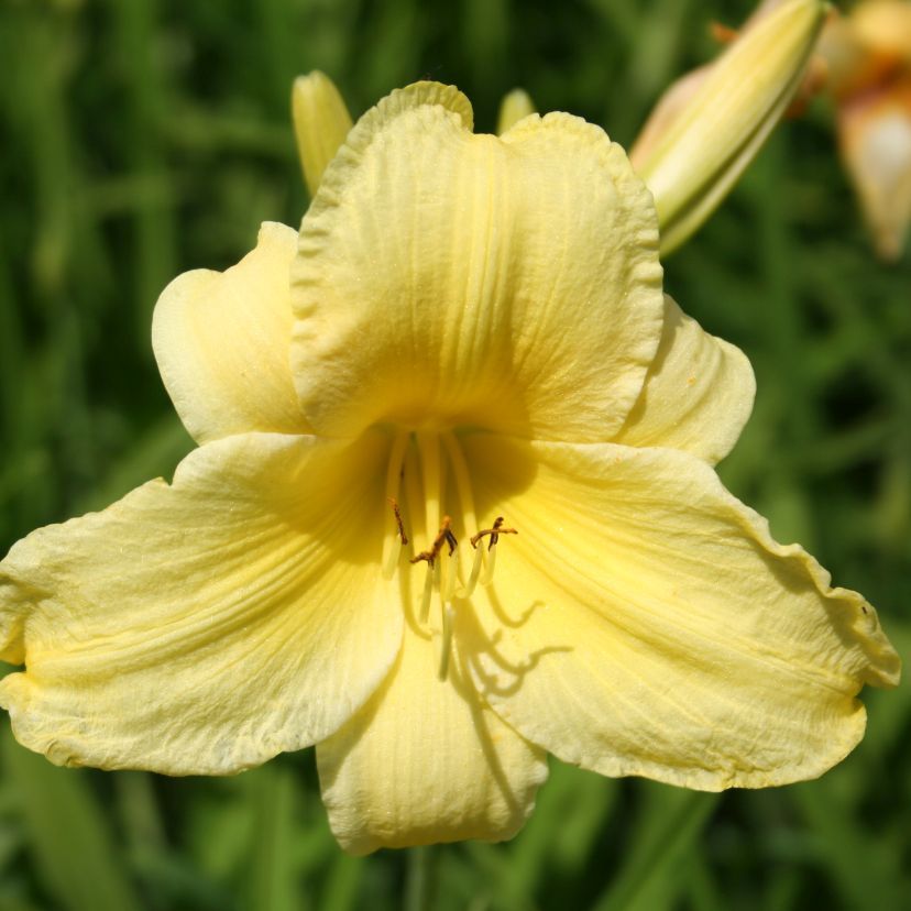 Hemerocallis hybr. 'Corky' (P1)