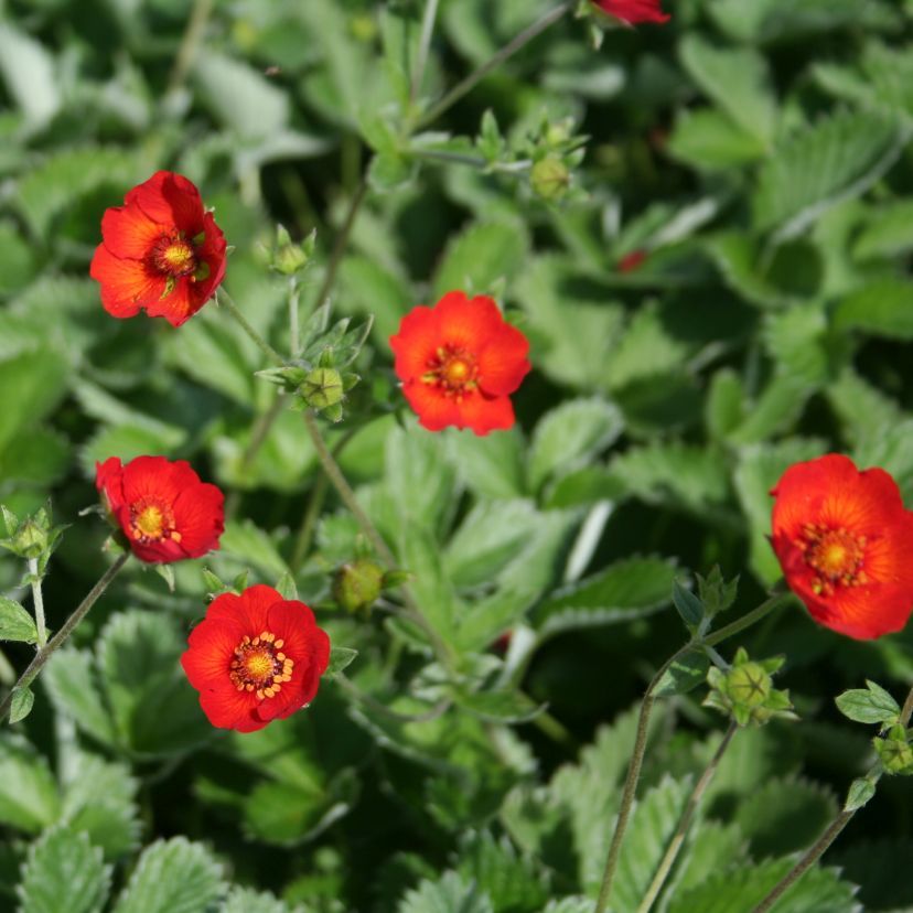 Potentilla atrosang.