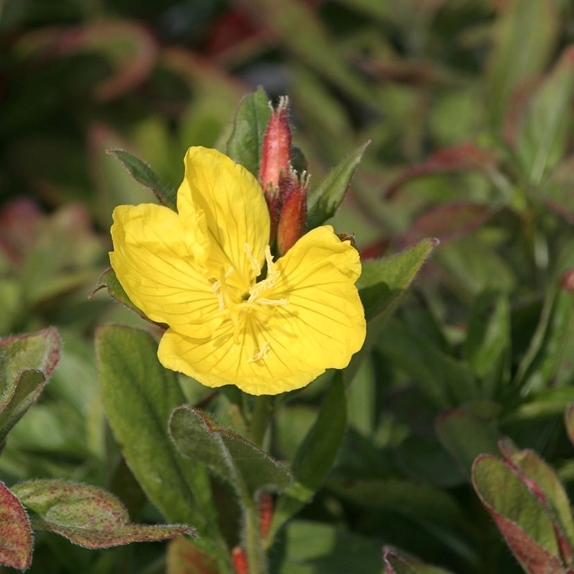 Oenothera pilosella 'Yella Fella'
