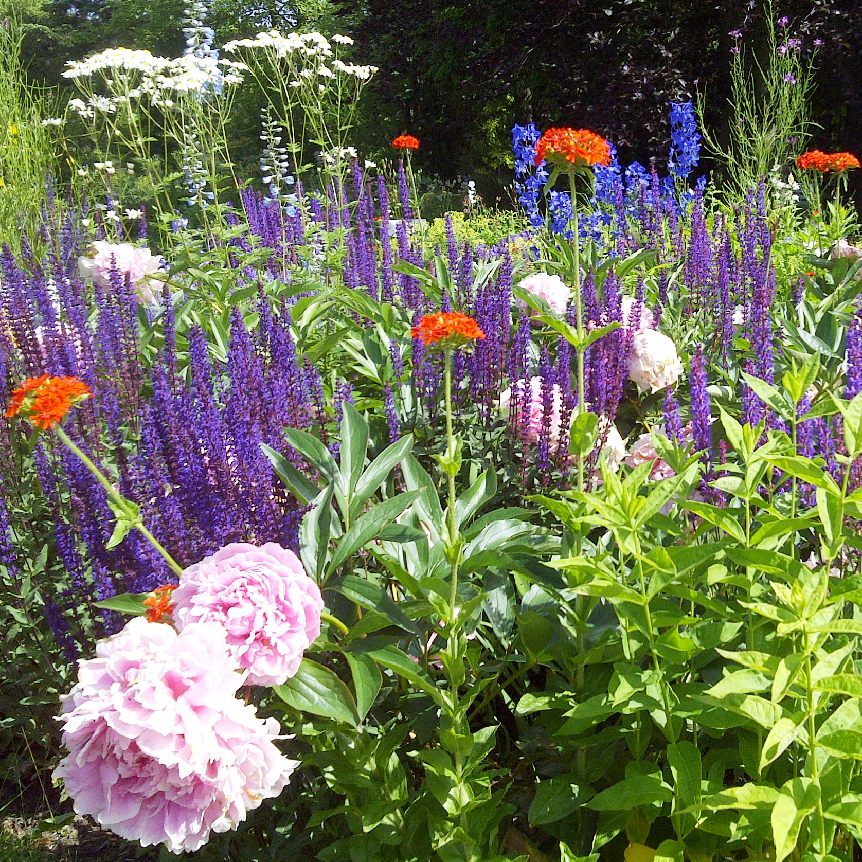 Landhausblüte blau-weiß-rosa - Staudenmischpflanzung als Fertigmischung vorgemischt