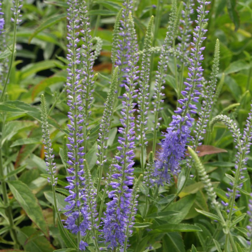 STM - Veronica spicata 'Twilight'-R-