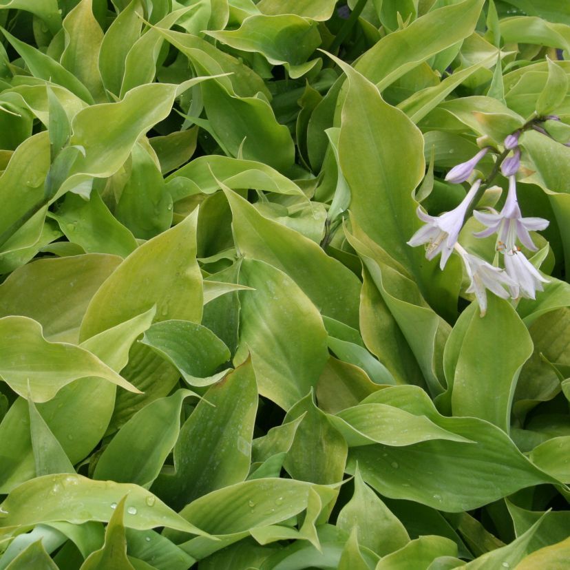 Hosta hybr. 'Sum and Substance'