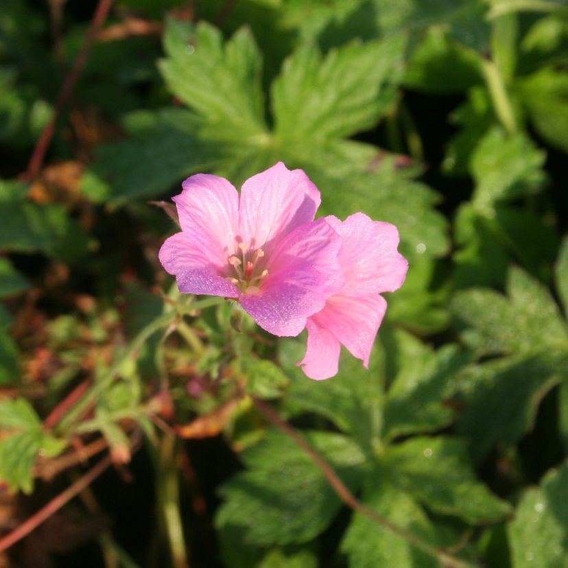 STM - Geranium x oxonianum 'Frank Lawley'