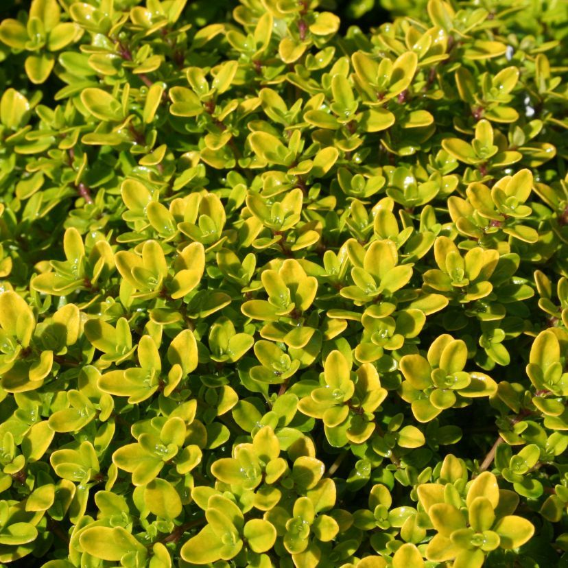 Thymus citriodorus 'Aureus' C 3 sim204543.3