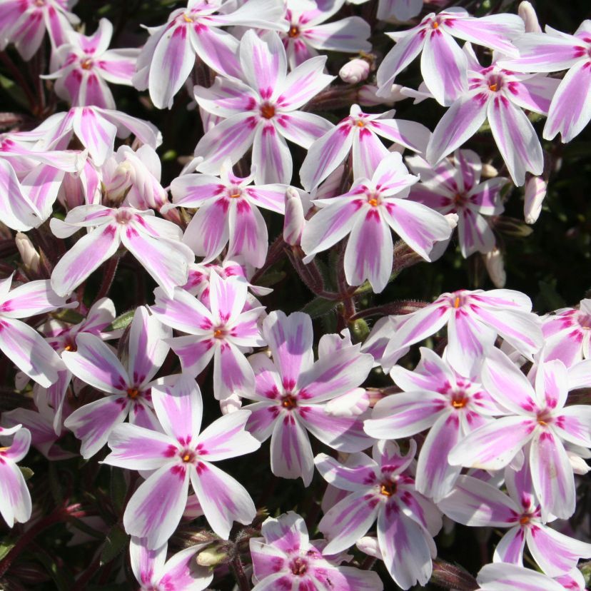 STM - Phlox sub. 'Kimono Pink White'