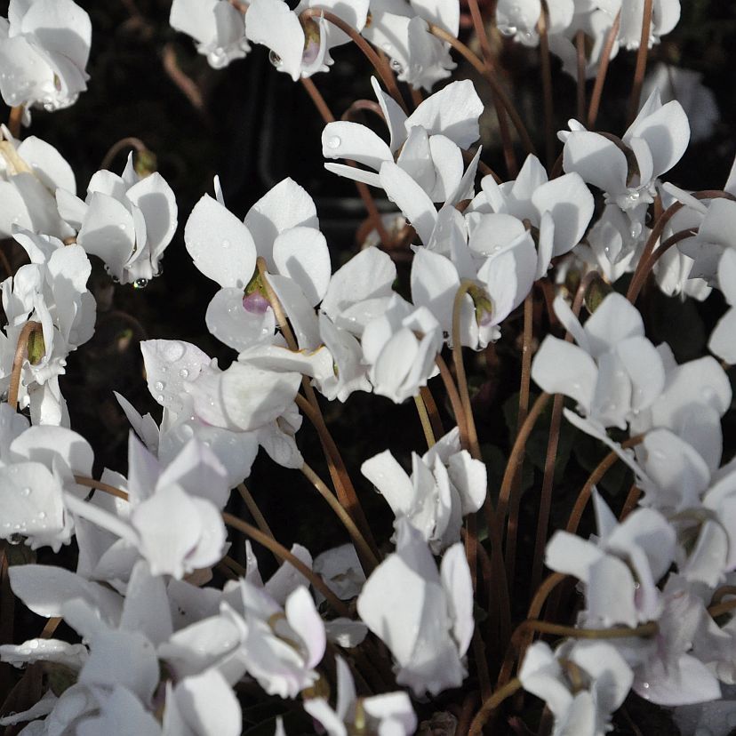Cyclamen hederif. 'Perlentepp.'