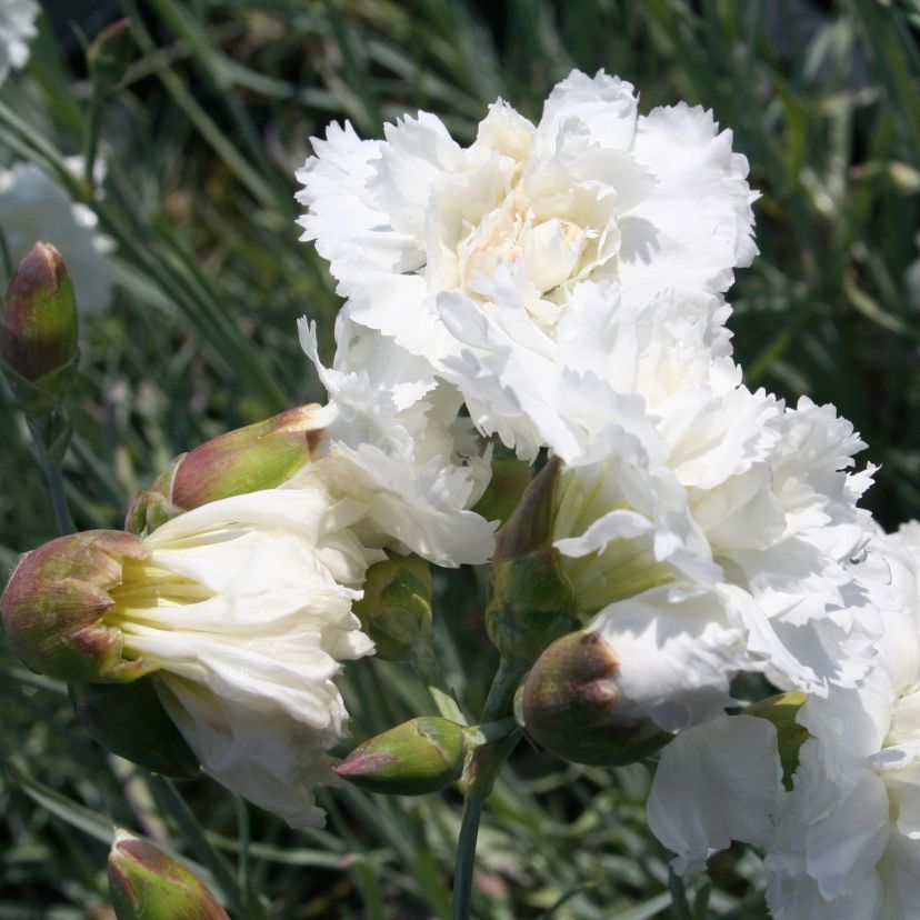 STM - Dianthus plum. weiss