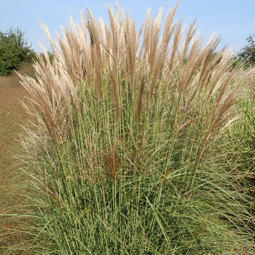 Miscanthus sinensis 'Silberspinne'
