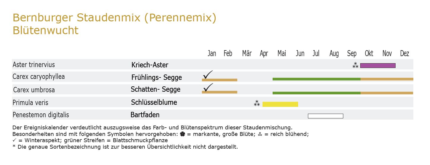 Blütenwucht - Staudenmischpflanzung als Fertigmischung vorgemischt