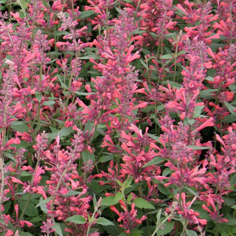 STM - Agastache rugosa 'Apache Fuchsia'