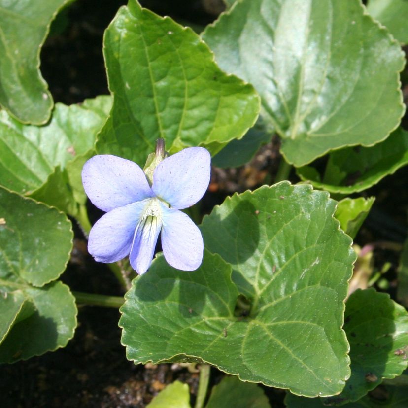 Viola sororia 'Dark Freckles' 