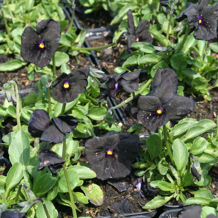 STM - Viola cornuta 'Molly Sanderson'