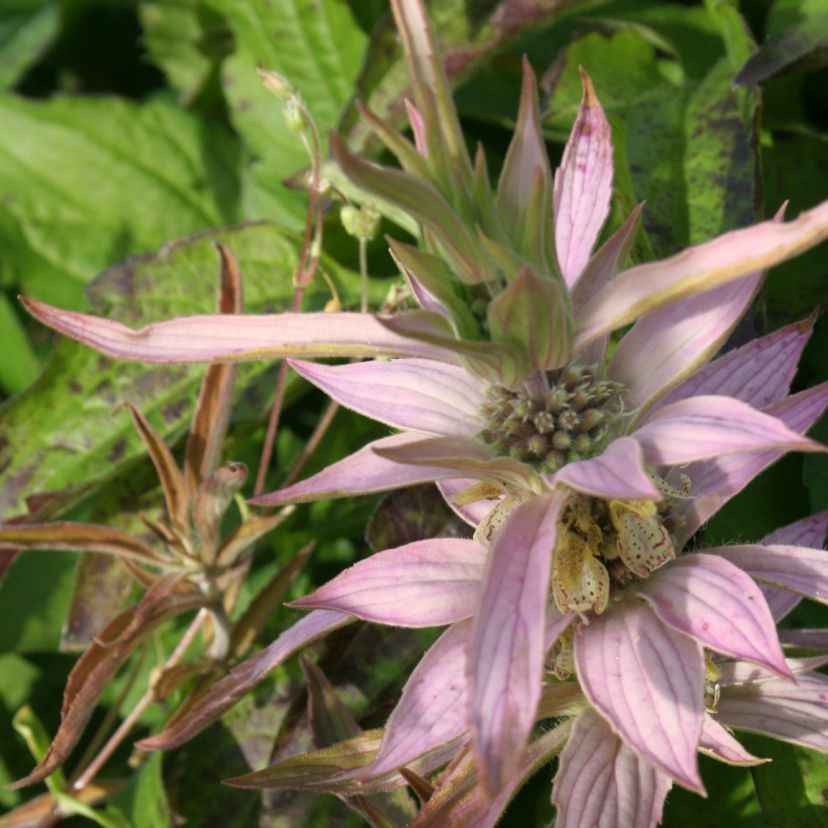 Monarda punctata