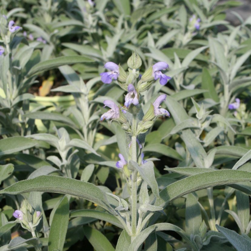 STM - Salvia officinalis 'Nazareth'