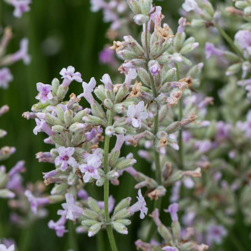 Lavandula angustifolia 'Hidcote Pink'