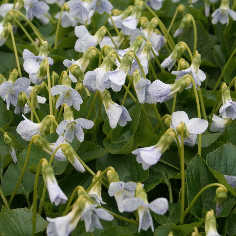 Viola sororia 'Freckles'