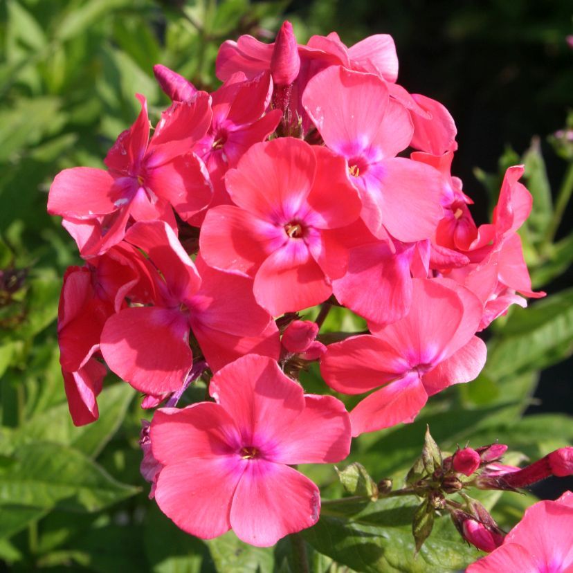 STM - Phlox panic. 'Freudenfeuer'