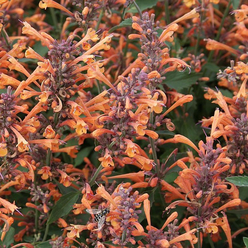 Agastache mexicana orange